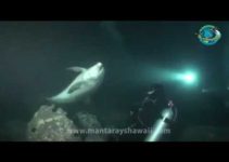 Delfin bittet Taucher um Hilfe
