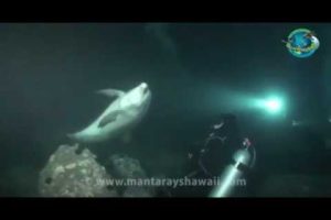 Delfin bittet Taucher um Hilfe