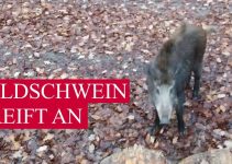 Wildschwein – die tödliche Gefahr beim Wandern, Joggen und Biken – Update