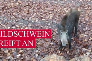 Wildschwein – die tödliche Gefahr beim Wandern, Joggen und Biken – Update