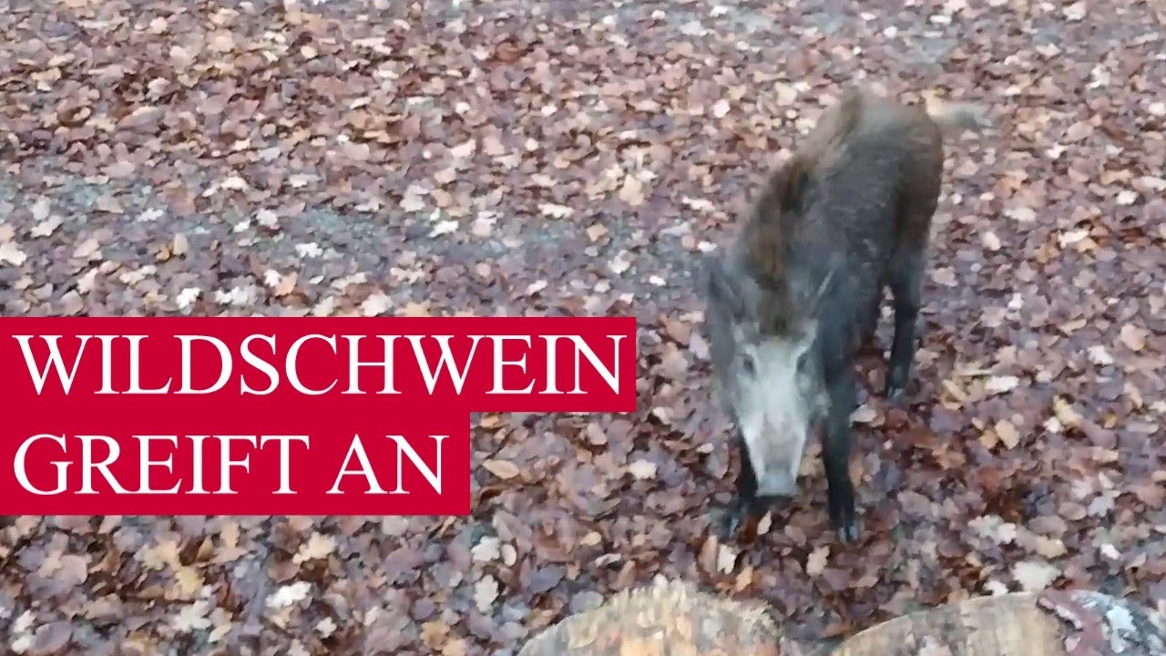 Wildschwein – die tödliche Gefahr beim Wandern, Joggen und Biken – Update