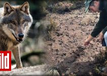 3 Wolfs-Attacken in 8 Tagen –  auf den Spuren des Cuxhavener Wolfs-Rudels