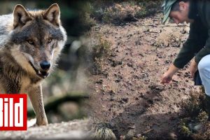 3 Wolfs-Attacken in 8 Tagen –  auf den Spuren des Cuxhavener Wolfs-Rudels