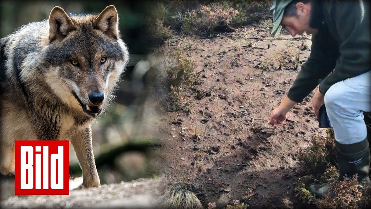 3 Wolfs-Attacken in 8 Tagen –  auf den Spuren des Cuxhavener Wolfs-Rudels