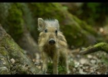 Verhalten bei Begegnungen mit Wildschweinen – Update