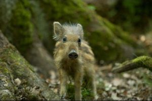 Verhalten bei Begegnungen mit Wildschweinen – Update