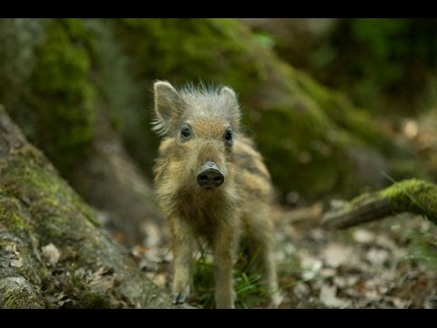 Verhalten bei Begegnungen mit Wildschweinen – Update