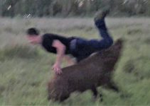 Wildschweinjagd mit Hunden und dem Saufänger (langes Messer)