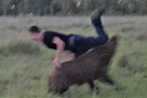 Wildschweinjagd mit Hunden und dem Saufänger (langes Messer)