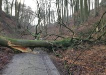 Baumfaellung einer 30 m hohen Buche