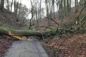 Baumfaellung einer 30 m hohen Buche