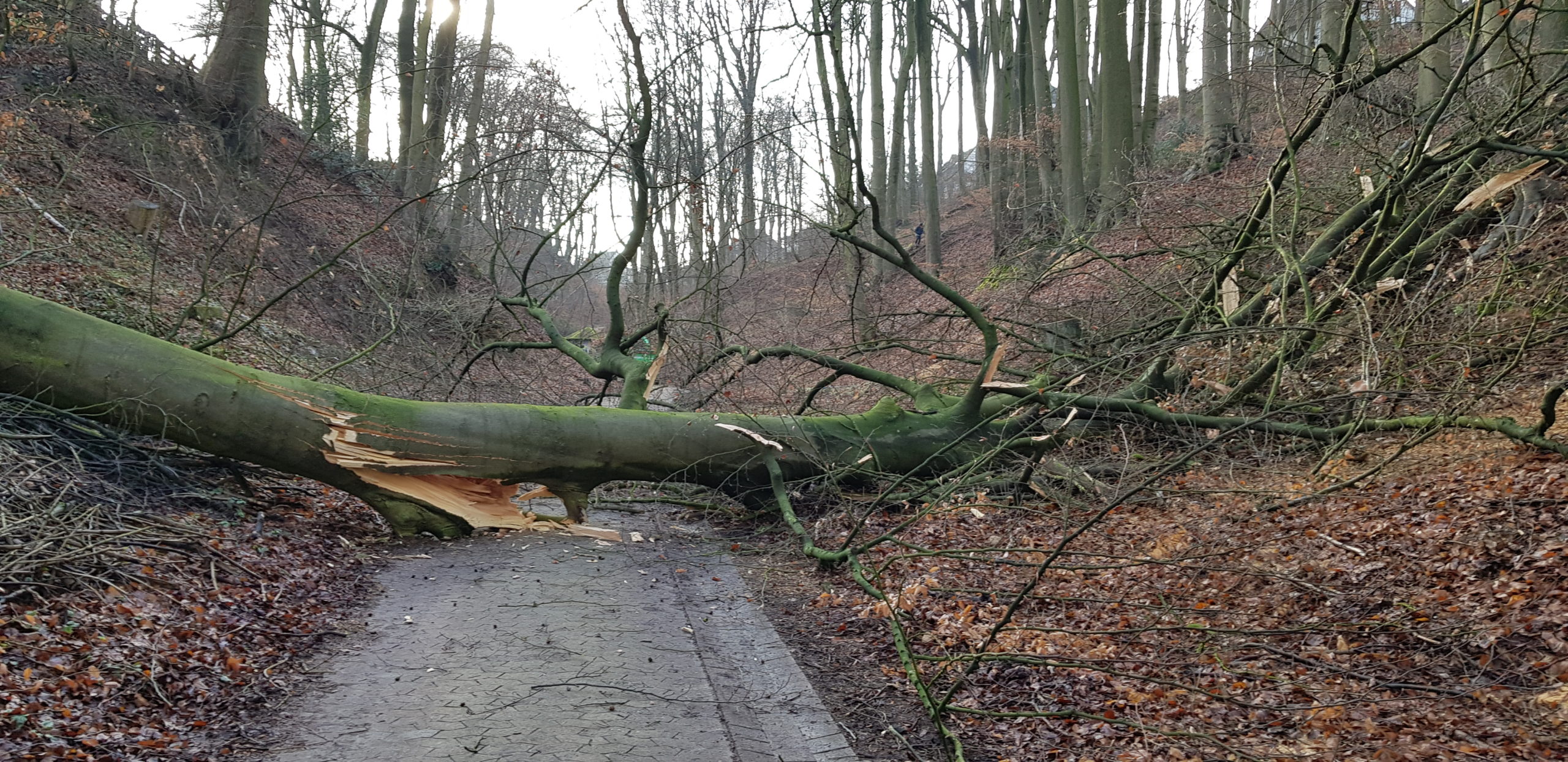 Baumfaellung einer 30 m hohen Buche