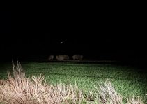 Wildschweinrotten jetzt auch in Porta Westfalica