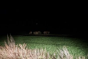 Wildschweinrotten jetzt auch in Porta Westfalica