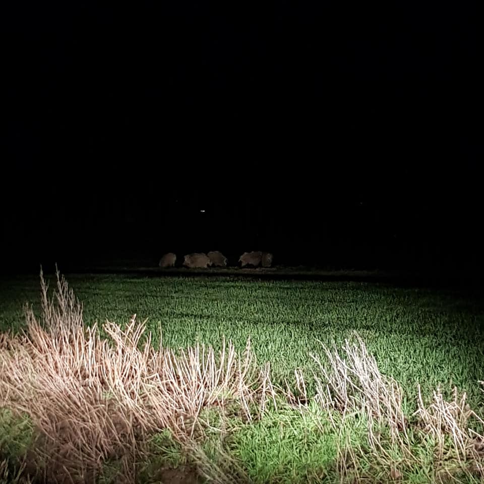 Wildschweinrotten jetzt auch in Porta Westfalica