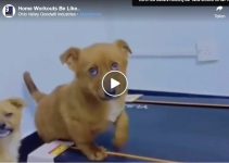 Home Workouts Be Like …