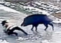 Wildschwein – Killer-Pig – tötet einen Menschen