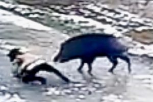 Wildschwein – Killer-Pig – tötet einen Menschen