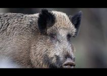 Dinslaken: Wildschwein randaliert im Kaufhaus – Kunden springen auf Tische und Stühle