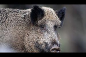 Dinslaken: Wildschwein randaliert im Kaufhaus – Kunden springen auf Tische und Stühle