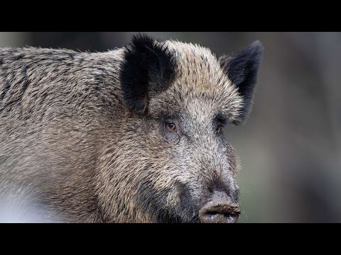 Dinslaken: Wildschwein randaliert im Kaufhaus – Kunden springen auf Tische und Stühle