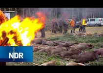 Wildschweine ausser Kontrolle – NDR Dolu