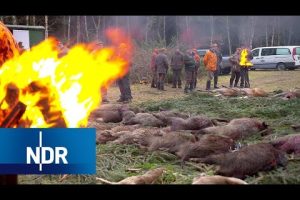 Wildschweine ausser Kontrolle – NDR Dolu