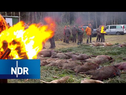 Wildschweine ausser Kontrolle – NDR Dolu