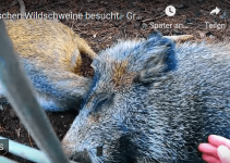 „Renn um Dein Leben, wenn Dir sowas begegnet“