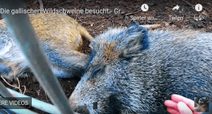 Renn um Dein Leben, wenn Dir...