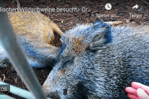 „Renn um Dein Leben, wenn Dir sowas begegnet“