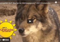 Lebensgefahr Wolf:  Was tun bei Wolfsbegegnung?