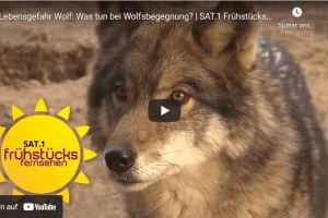 Lebensgefahr Wolf:  Was tun bei Wolfsbegegnung?