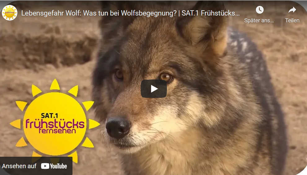 Lebensgefahr Wolf:  Was tun bei Wolfsbegegnung?