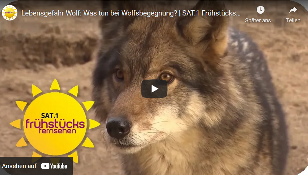 Lebensgefahr Wolf:  Was tun b...