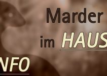Habe ich einen Marder im Haus? | MARDERFREI GMBH