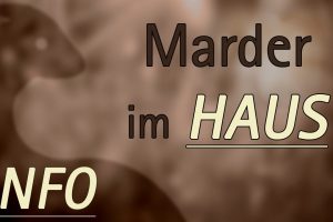 Habe ich einen Marder im Haus? | MARDERFREI GMBH