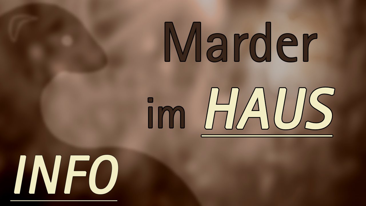 Habe ich einen Marder im Haus...