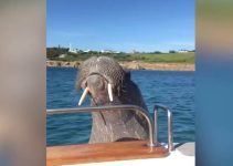 Verirrtes Walross will Segelboot entern
