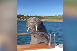 Verirrtes Walross will Segelboot entern