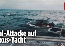 30 Killerwale greifen Yacht an