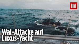 30 Killerwale greifen Yacht a...
