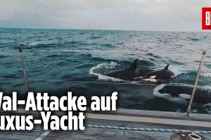 30 Killerwale greifen Yacht an