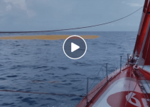 Ein Sargassenfeld mitten im Meer