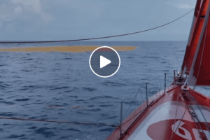 Ein Sargassenfeld mitten im Meer