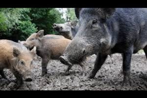 Wildschweinangriff –  Ganz wichtiges Video von einem Waldläufer, der wirklich Ahnung hat.