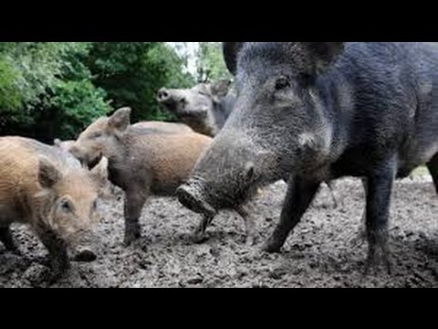Wildschweinangriff –  Ganz wichtiges Video von einem Waldläufer, der wirklich Ahnung hat.