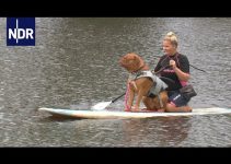 Schiffer, Lotsen und Stand-Up-Paddler | die nordstory | NDR Doku
