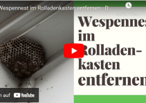 Wespen im Rolladenkasten
