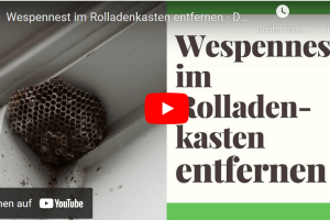 Wespen im Rolladenkasten